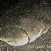 flounder_unknown_bu_mb_h_0302_png2664.jpg